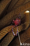 Anemone Shrimp (Periclimenes tosaensis)