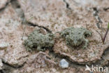 Yellow-bellied Toad (Bombina variegata)