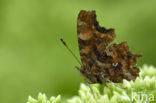 Gehakkelde aurelia (Polygonia c-album)