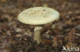 Gele knolamaniet (Amanita citrina)