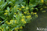 Gele waterkers (Rorippa amphibia)