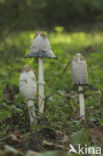 Geschubde inktzwam (Coprinus comatus)