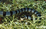 Gestreepte zeeslang (Laticauda colubrina)