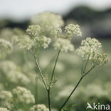 Hogweed (Heracleum sphondylium)
