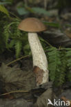 Gewone berkenboleet (Leccinum scabrum)