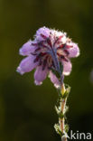 Cross-leaved Heather (Erica tetralix)