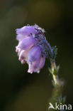 Cross-leaved Heather (Erica tetralix)