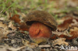 Gewone Heksenboleet (Boletus erythropus)