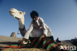 Bactrian Camel