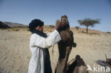 Bactrian Camel