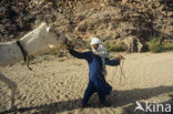 Bactrian Camel