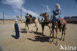 Bactrian Camel