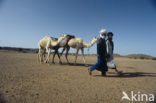 Bactrian Camel