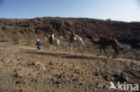 Bactrian Camel