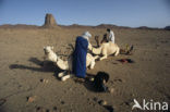 Bactrian Camel