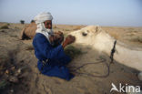 Bactrian Camel