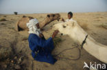 Bactrian Camel