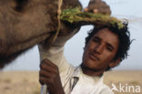 Bactrian Camel