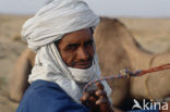 Bactrian Camel