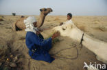 Gewone kameel (Camelus ferus) 