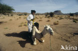 Bactrian Camel