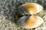 Common Cockle (Cerastoderma edule)