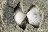 Common Cockle (Cerastoderma edule)