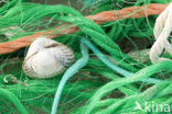 Common Cockle (Cerastoderma edule)