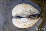 Common Cockle (Cerastoderma edule)