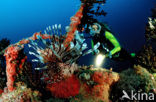 lionfish (Pterois volitans)