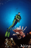 lionfish (Pterois volitans)