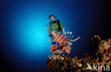 lionfish (Pterois volitans)