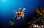 lionfish (Pterois volitans)