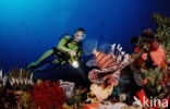 lionfish (Pterois volitans)