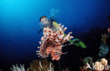 lionfish (Pterois volitans)