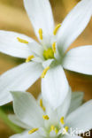 Gewone vogelmelk (Ornithogalum umbellatum)