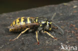 Gewone wesp (Vespula vulgaris)