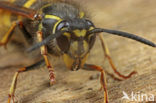 Gewone wesp (Vespula vulgaris)