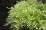 Gewoon dikkopmos (Brachythecium rutabulum)