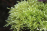 Rough-stalked Feather-moss (Brachythecium rutabulum)