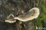 Gewoon elfenbankje (Trametes versicolor)