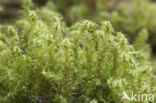 Springy Turf-moss (Rhytidiadelphus squarrosus)