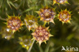 haircap moss (Polytrichum commune)