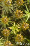 haircap moss (Polytrichum commune)