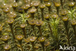 haircap moss (Polytrichum commune)