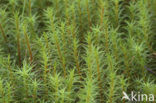 Gewoon haarmos (Polytrichum commune)