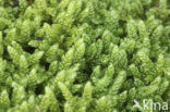 Cypress-leaved Plait-moss (Hypnum cupressiforme)