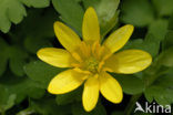 Lesser Celandine (Ranunculus ficaria subsp. bulbilifer)