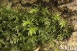 Gewoon sterrenmos (Mnium hornum)