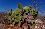 Giant Pricklypear Cactus (Opuntia echios) 